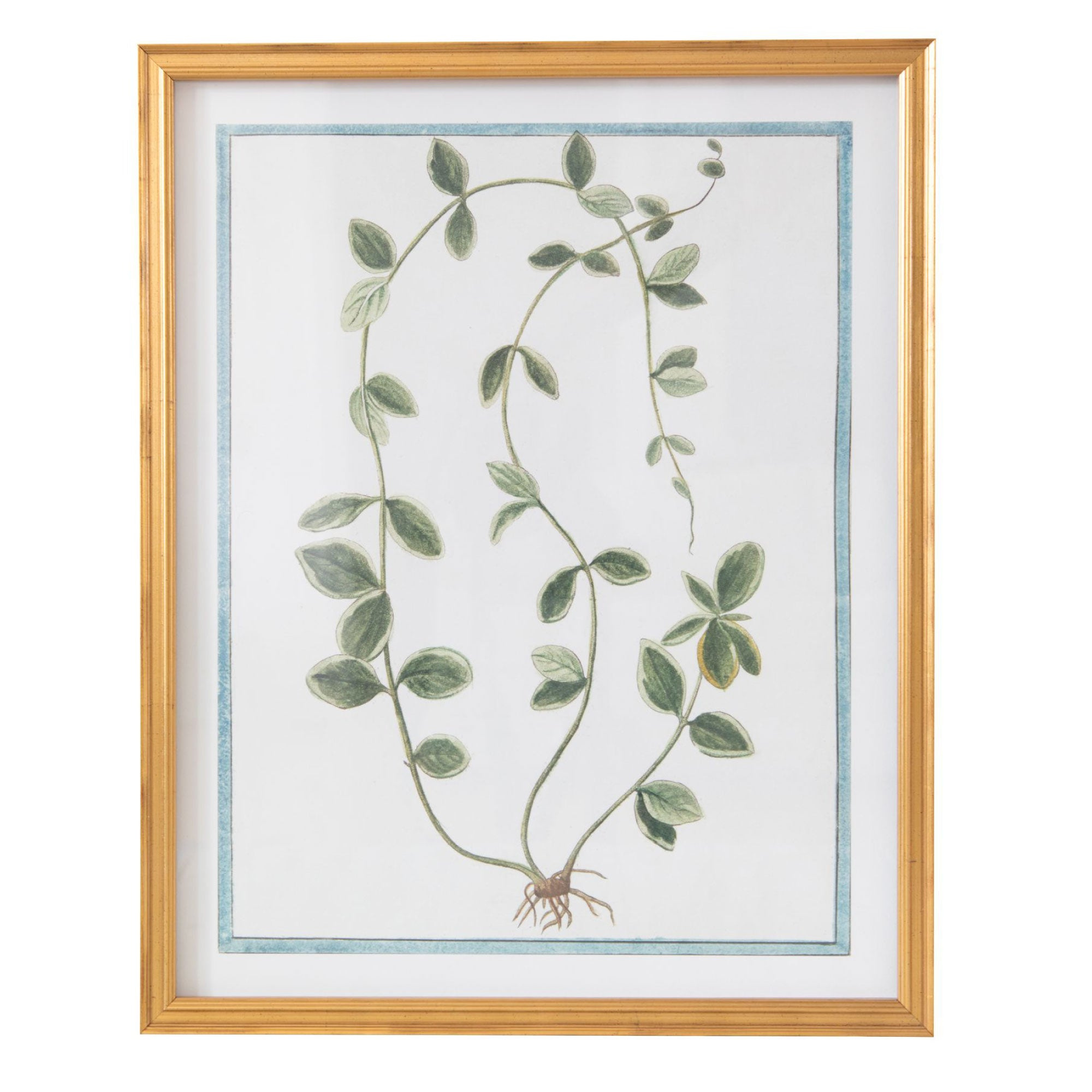 18th Century Italian Botanicals VIII in Gold Frame