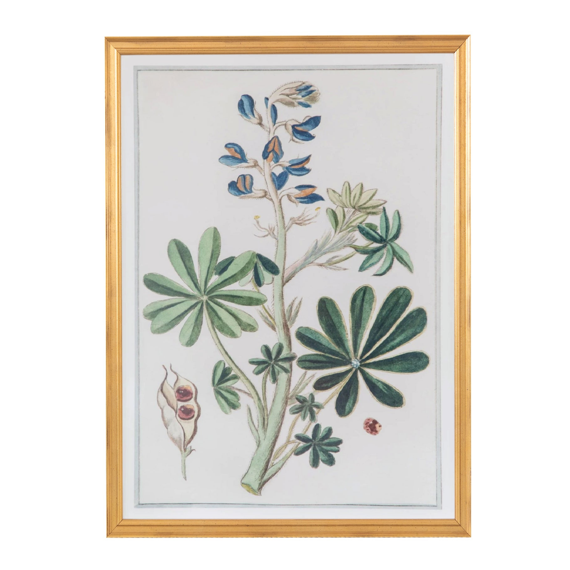 18th Century Italian Botanicals III in Gold Frame