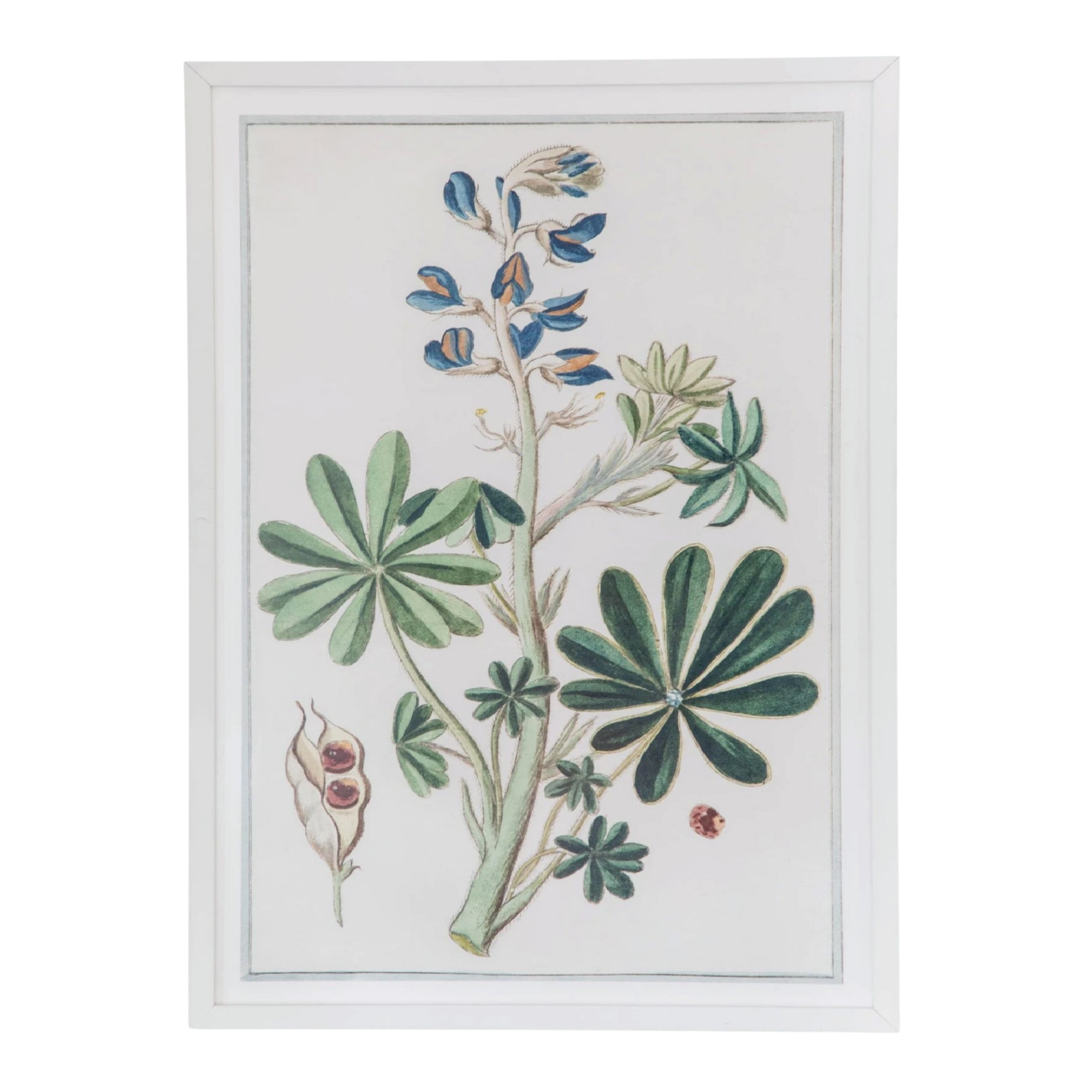 18th Century Italian Botanicals III in White Frame