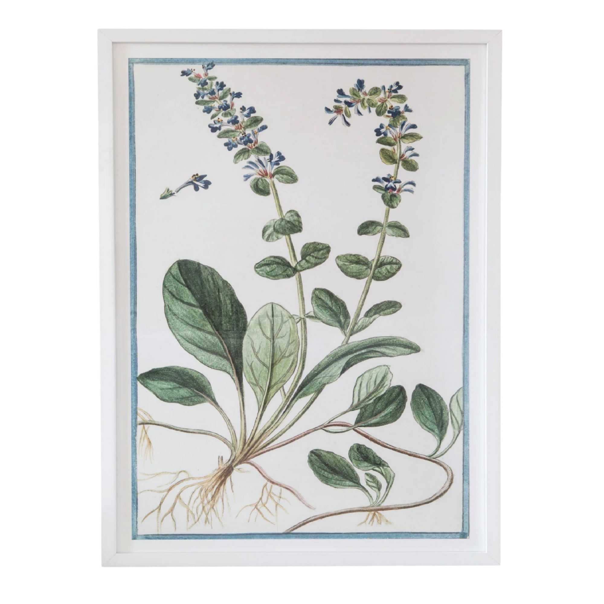 18th Century Italian Botanicals V in White Frame