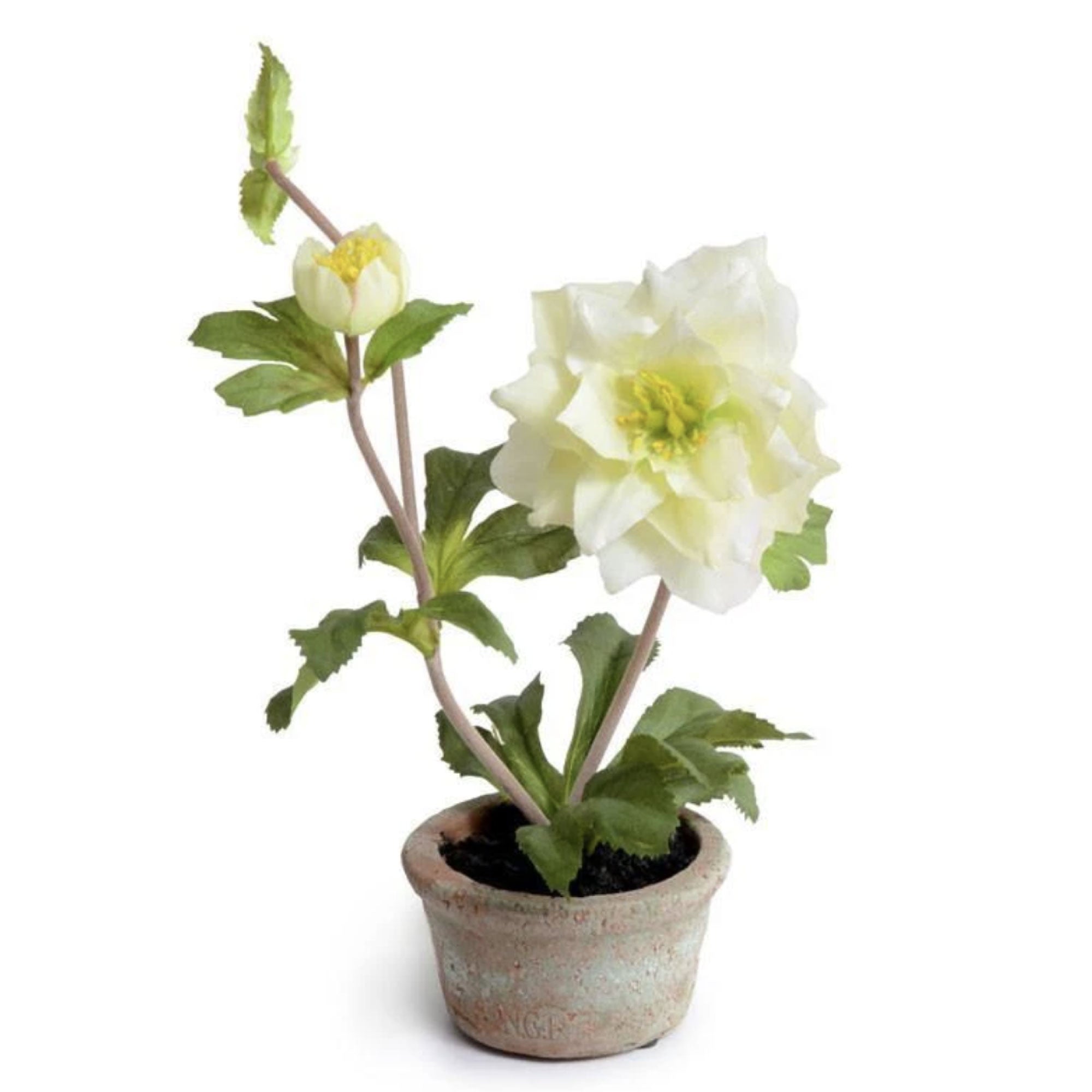 Cream Rose Lenten Hellebore in Terracotta