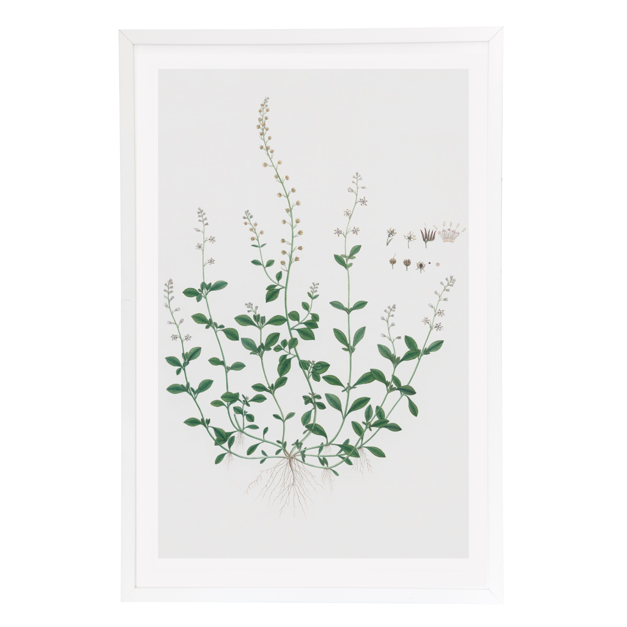 19th Century Dutch East Indian Flora II