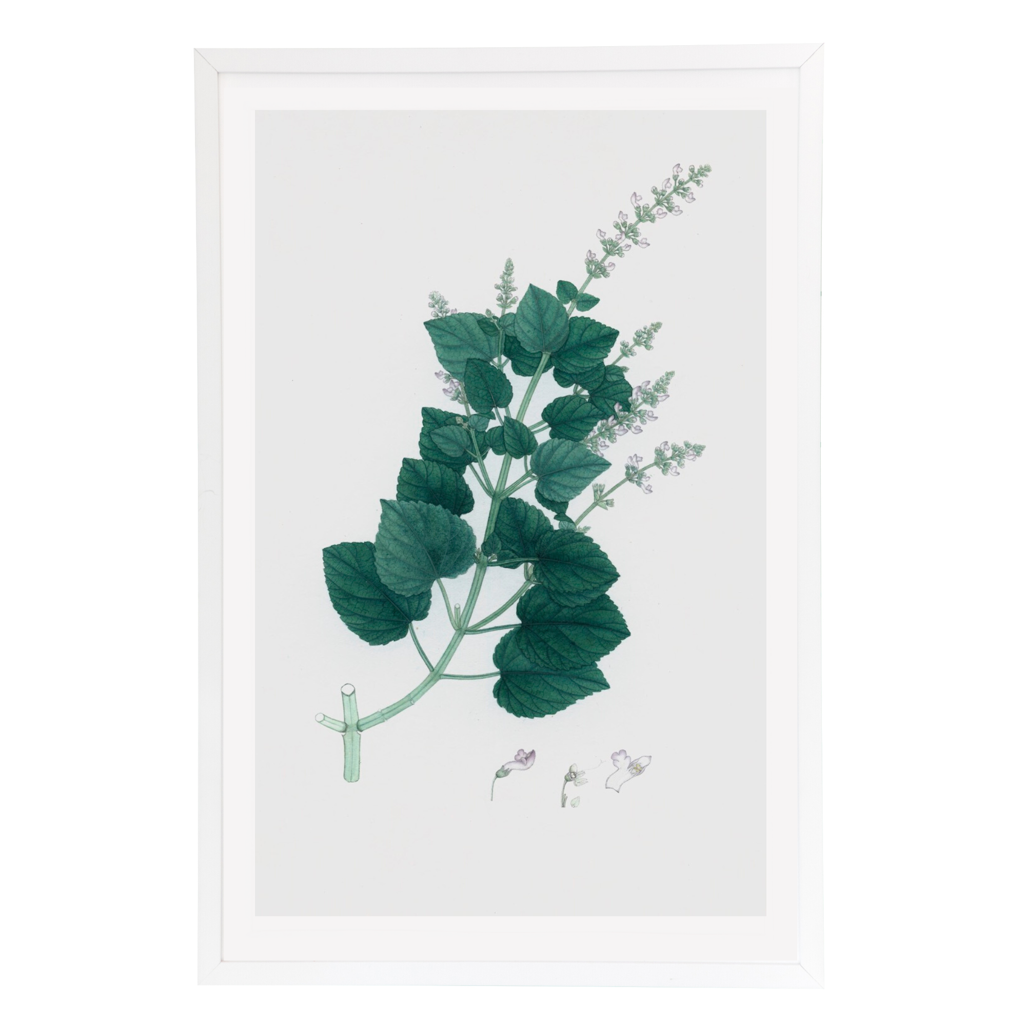 19th Century Dutch East Indian Flora III