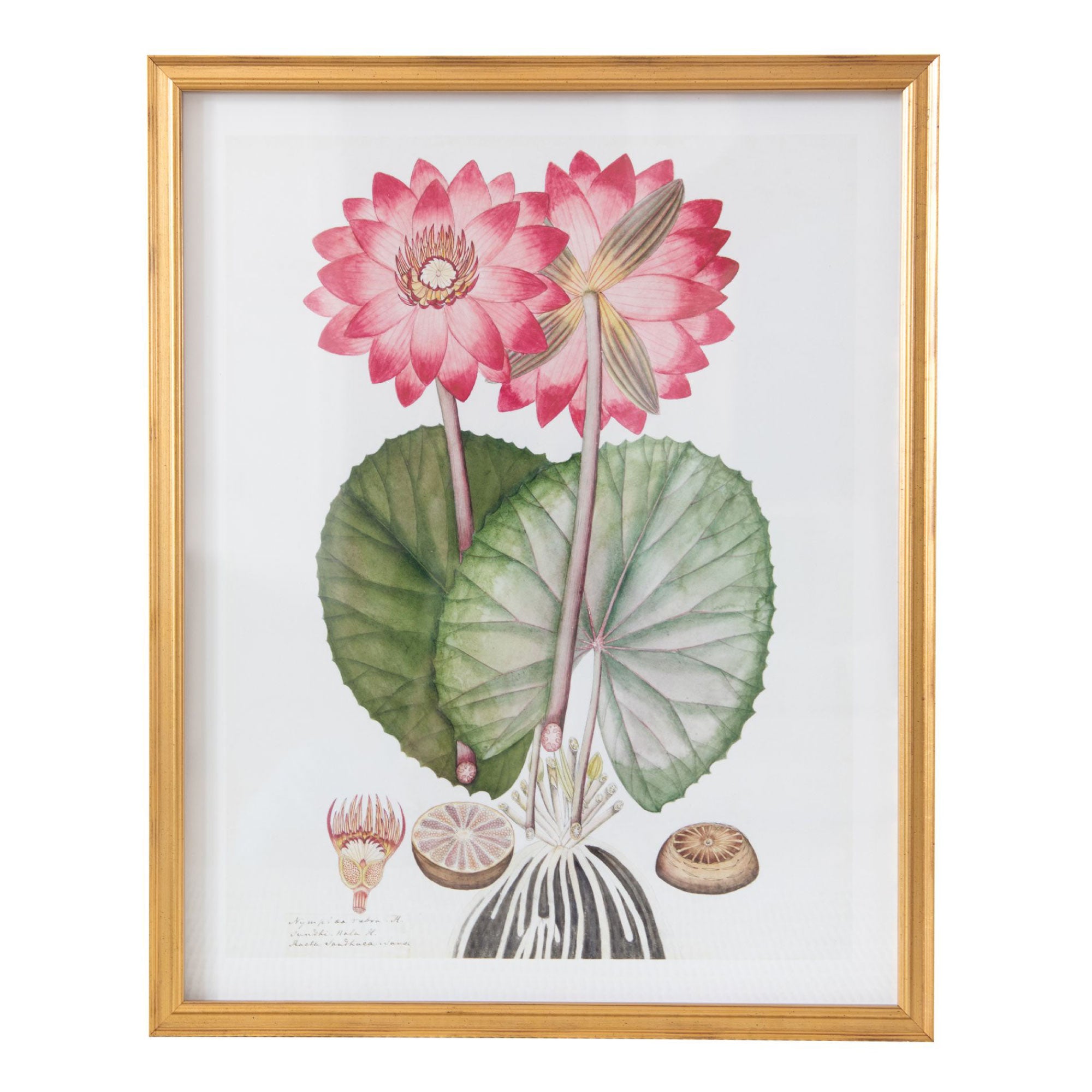 19th Century East Indian Flora II in Gold Frame