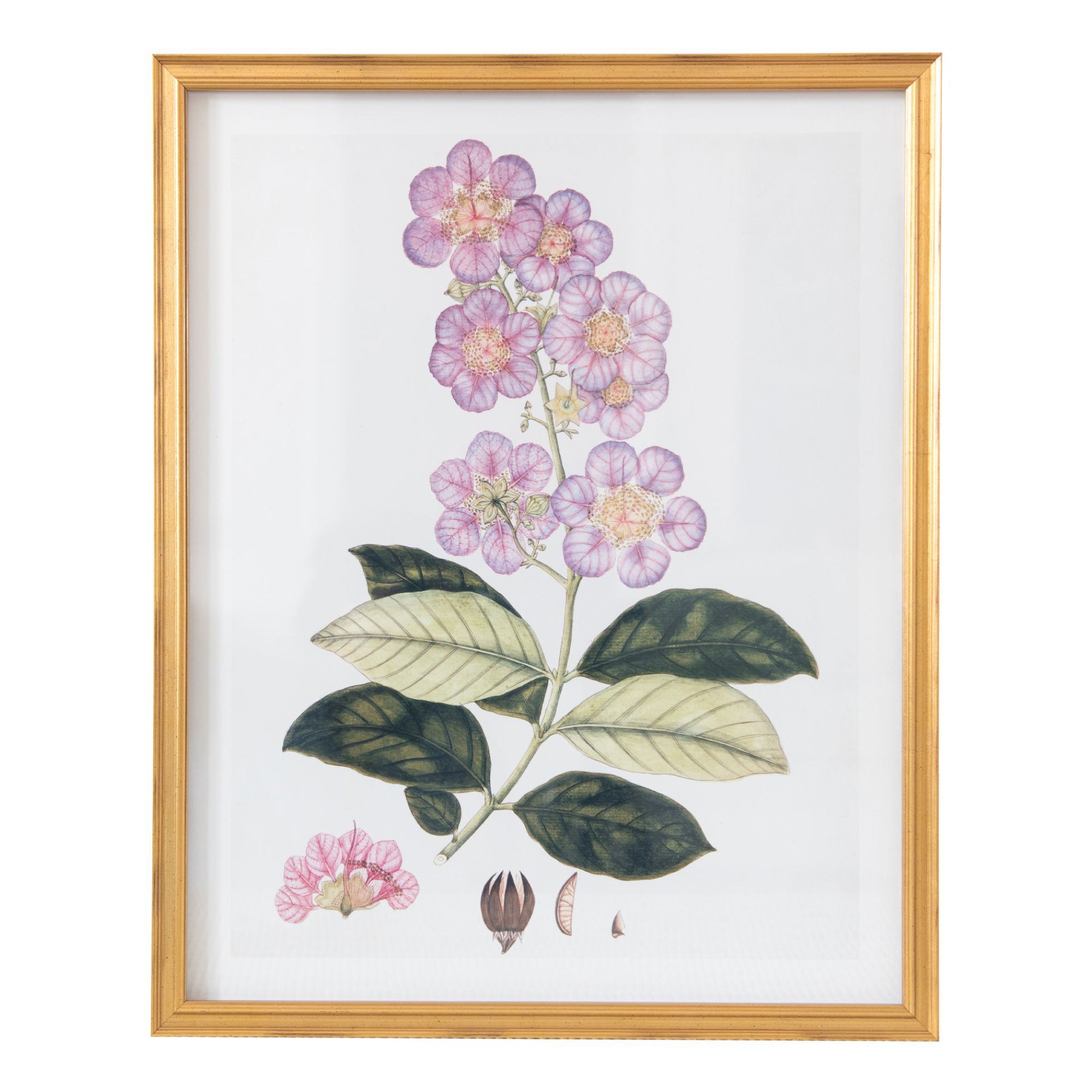 19th Century East Indian Flora III in Gold Frame