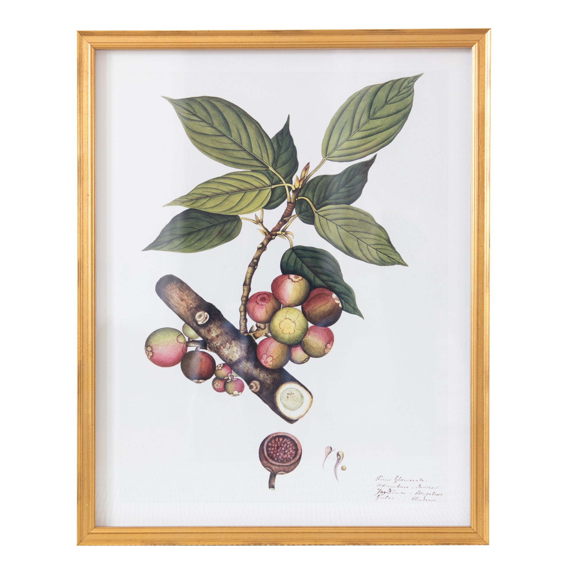 19th Century East Indian Flora IV in Gold Frame
