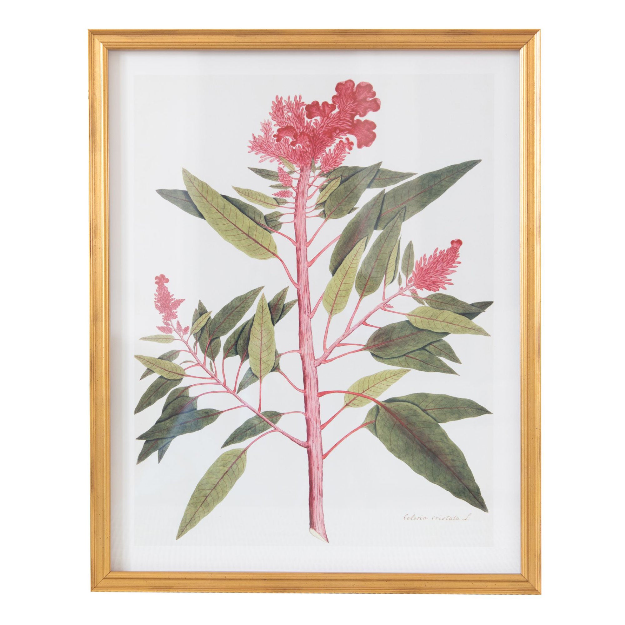 19th Century East Indian Flora I in Gold Frame