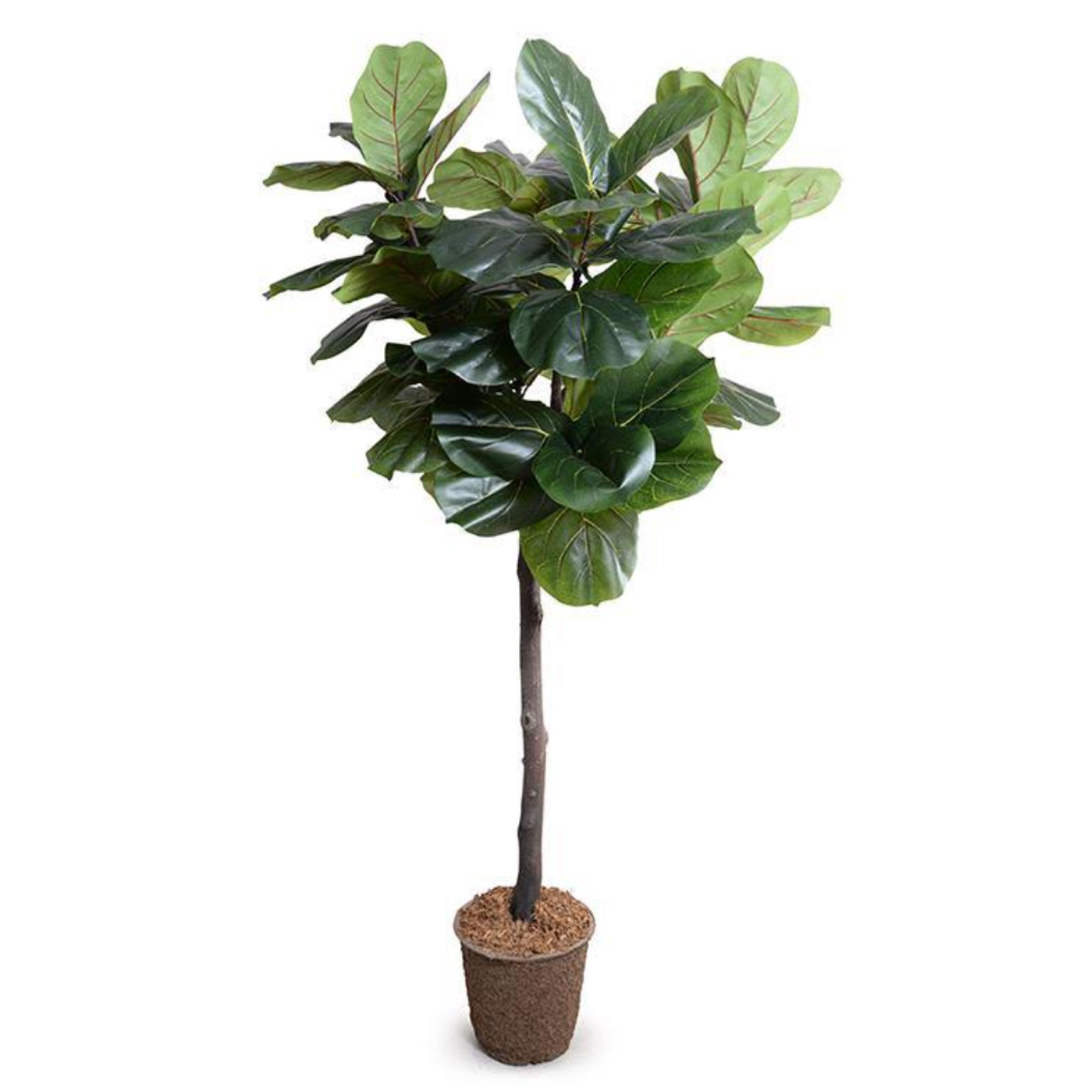 Fiddle Leaf Fig Tree