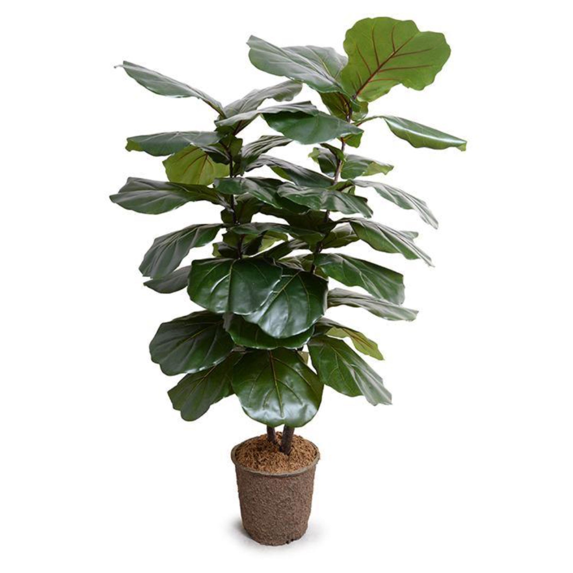 Fiddle Leaf Fig Large-Leaf Tree