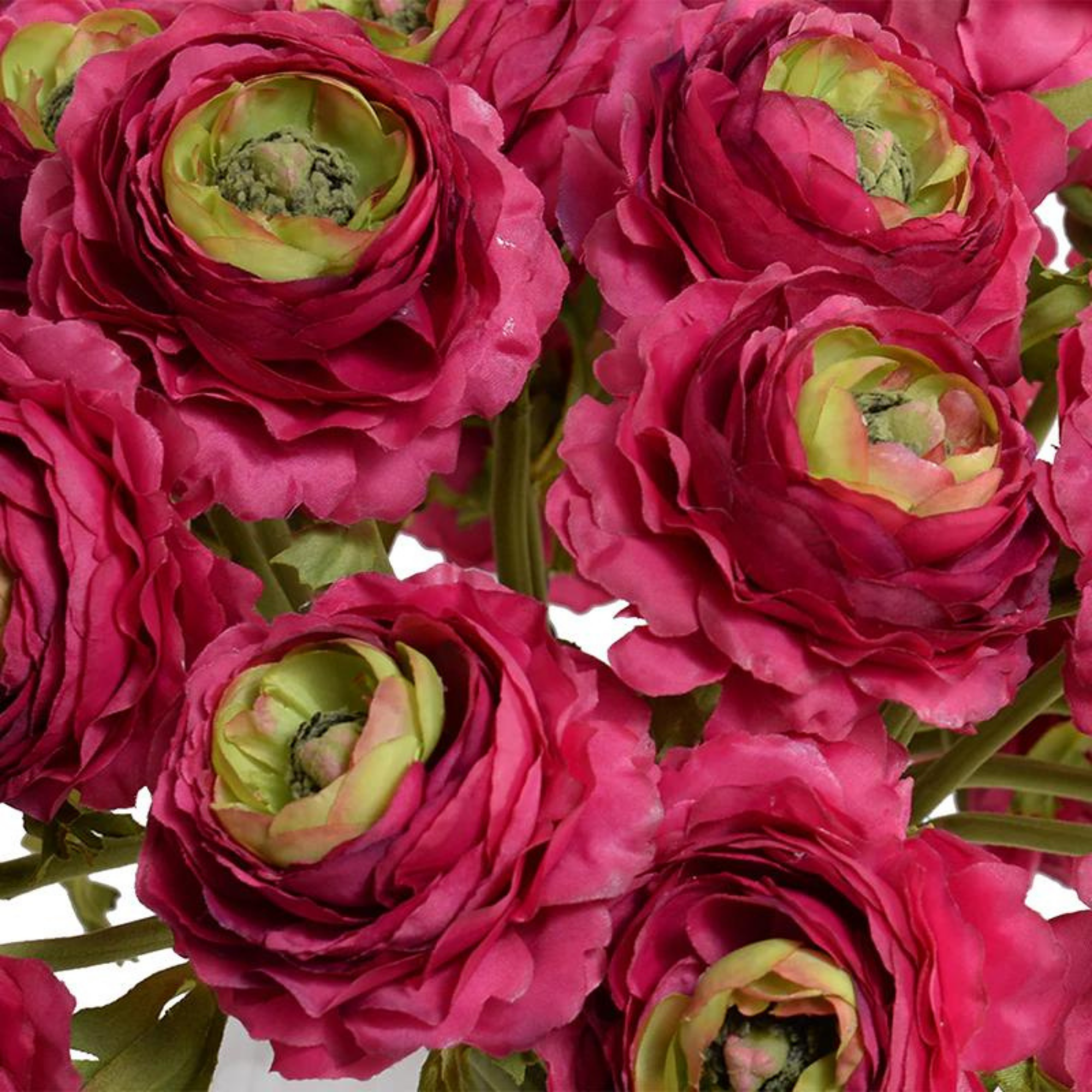 Fuchsia Ranunculus Bouquet in Glass Vase