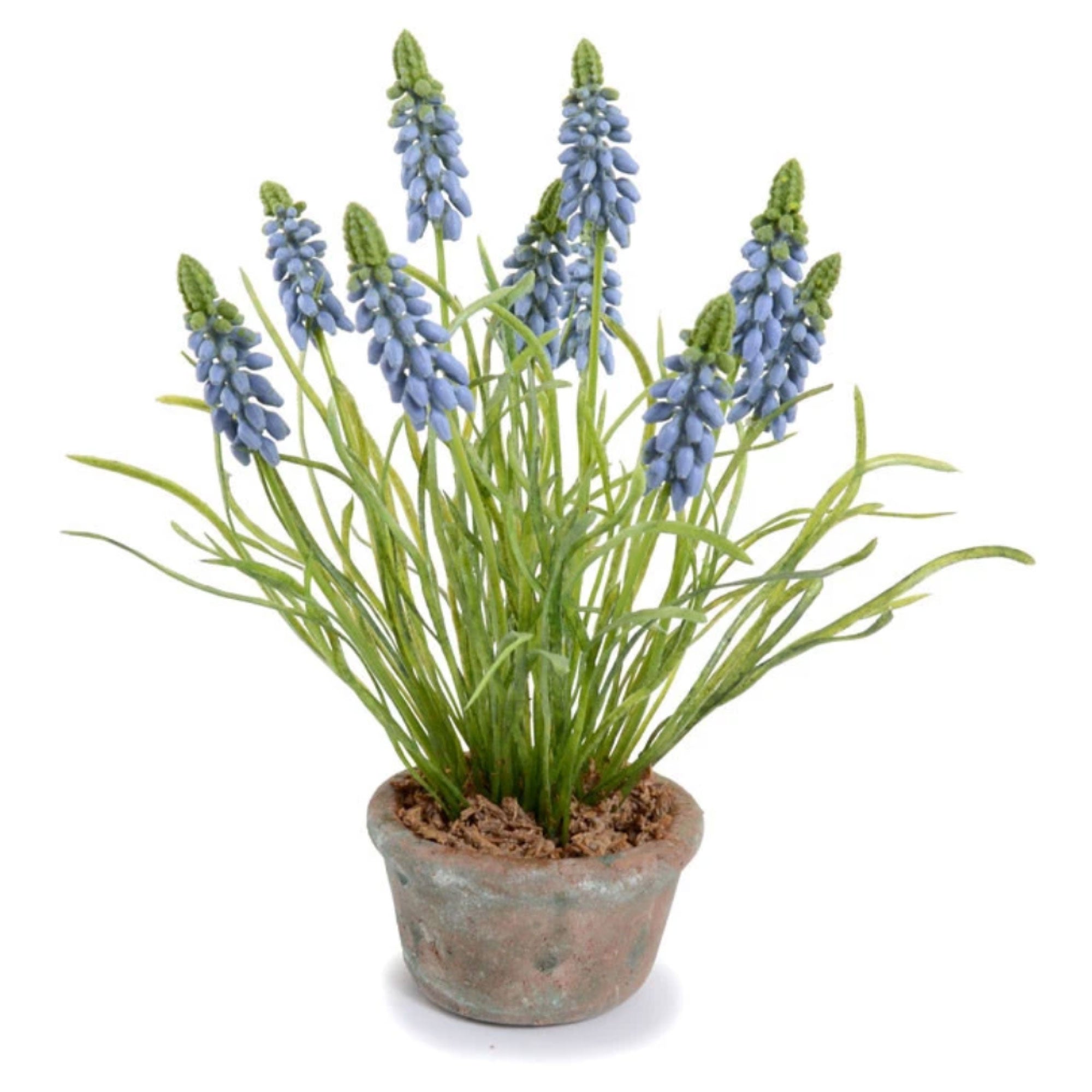 Blue Grape Hyacinth in Terracotta Vase