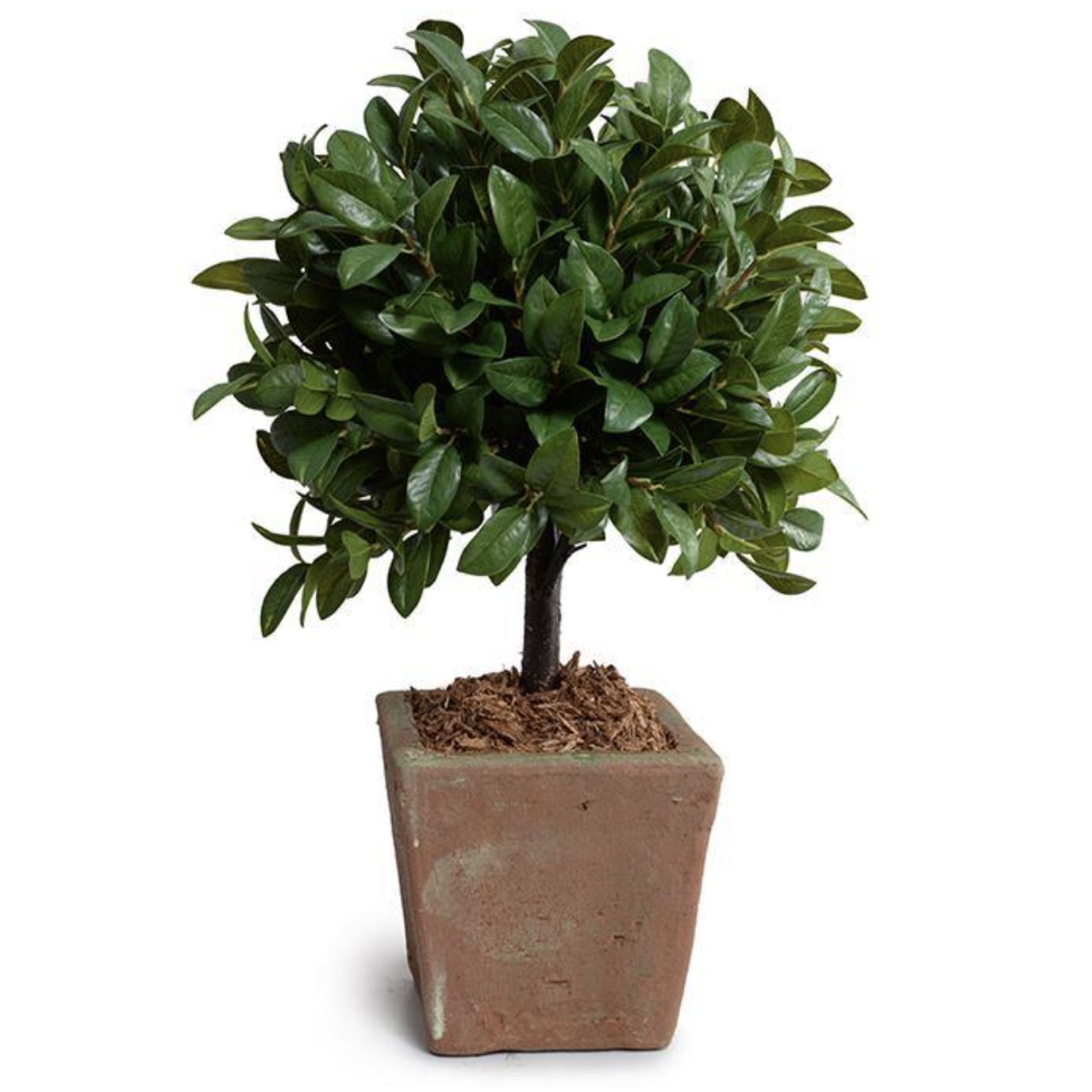 Laurel Leaf Topiary in Terracotta