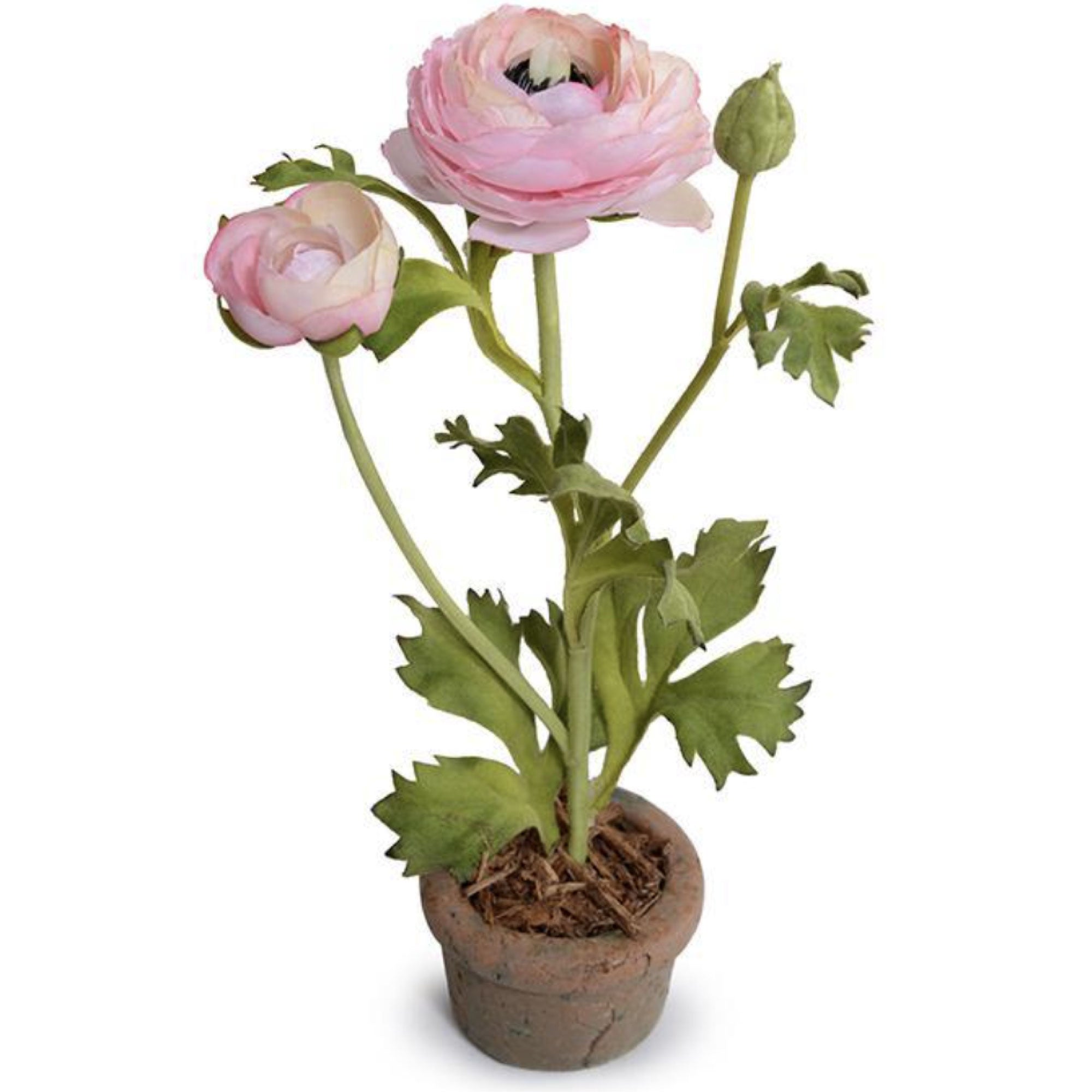 Pink Ranunculus in Terracotta Vase
