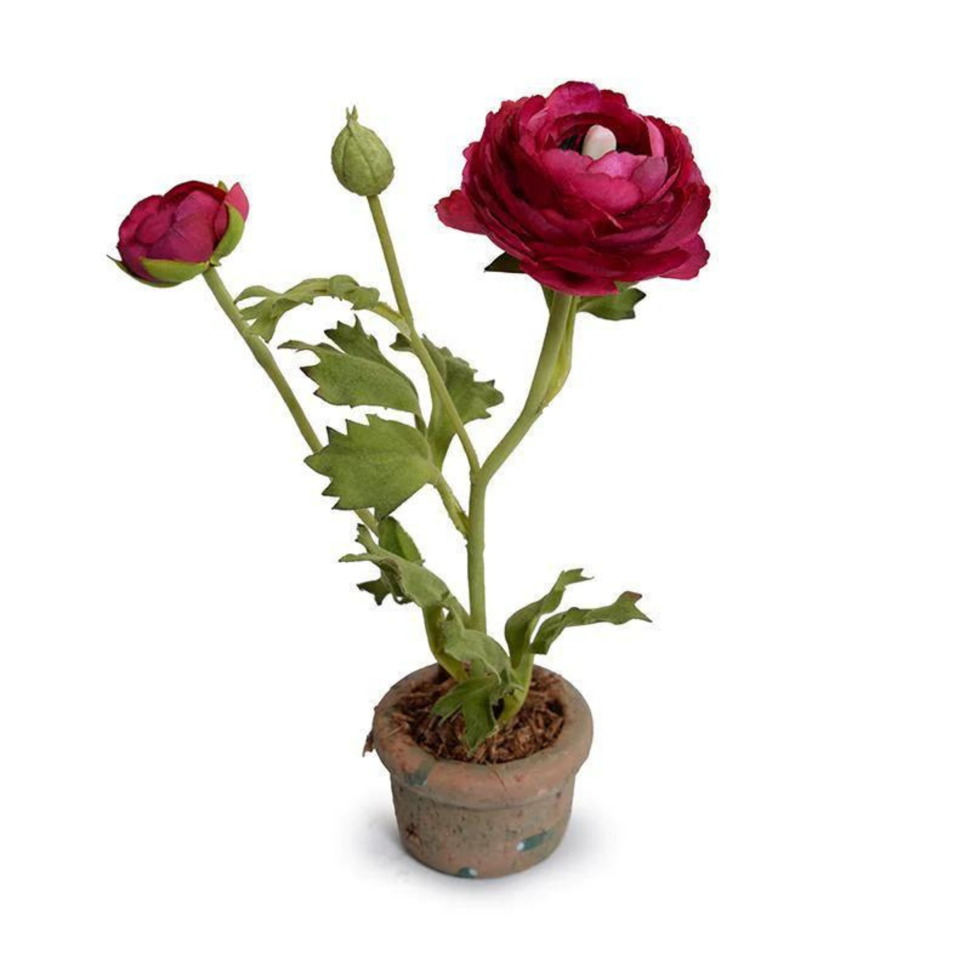 Fuchsia Ranunculus in Terracotta Vase