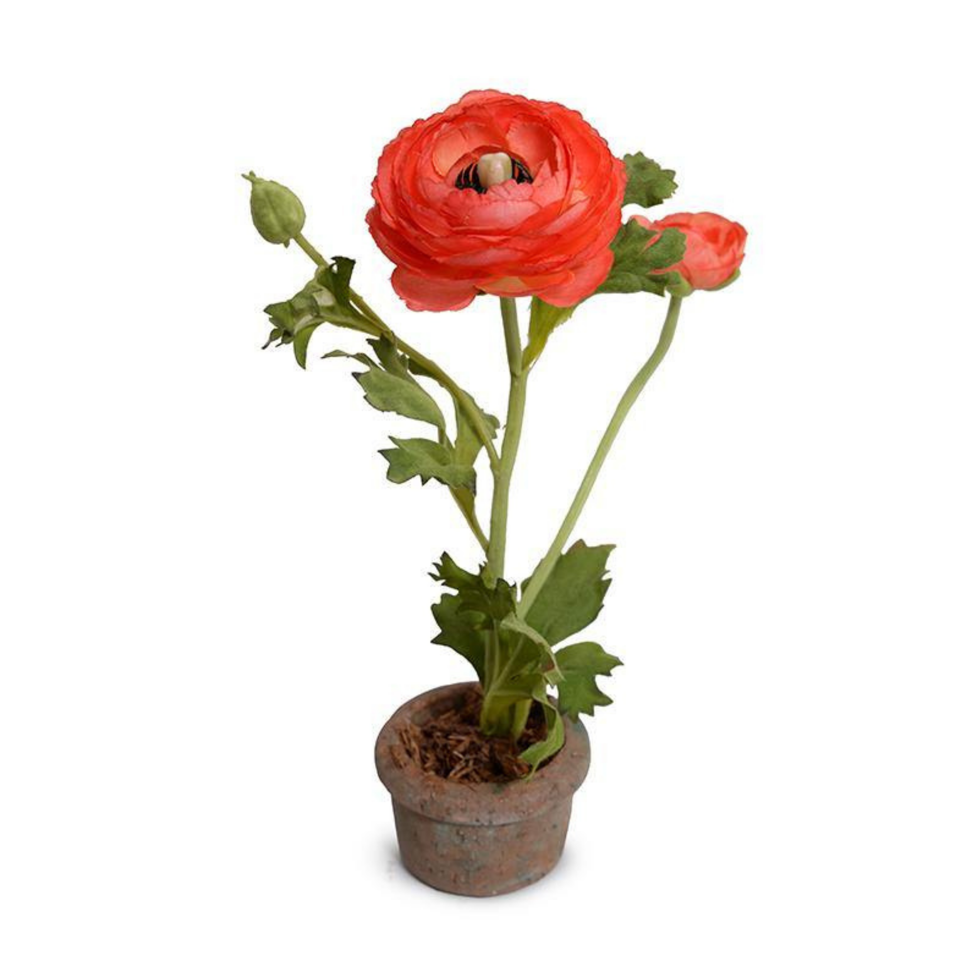Red Orange Ranunculus in Terracotta Vase