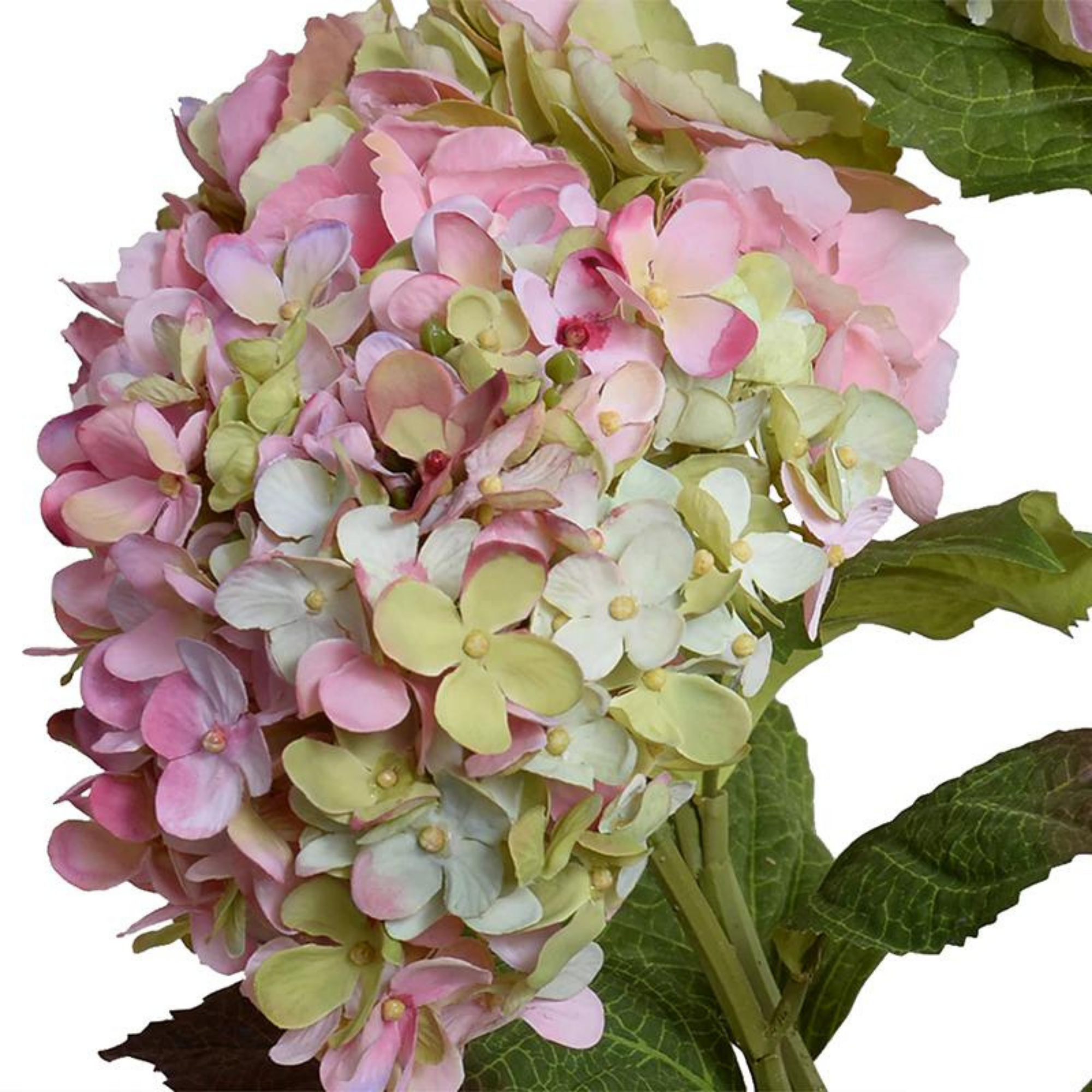 Pastel Hydrangea Bush
