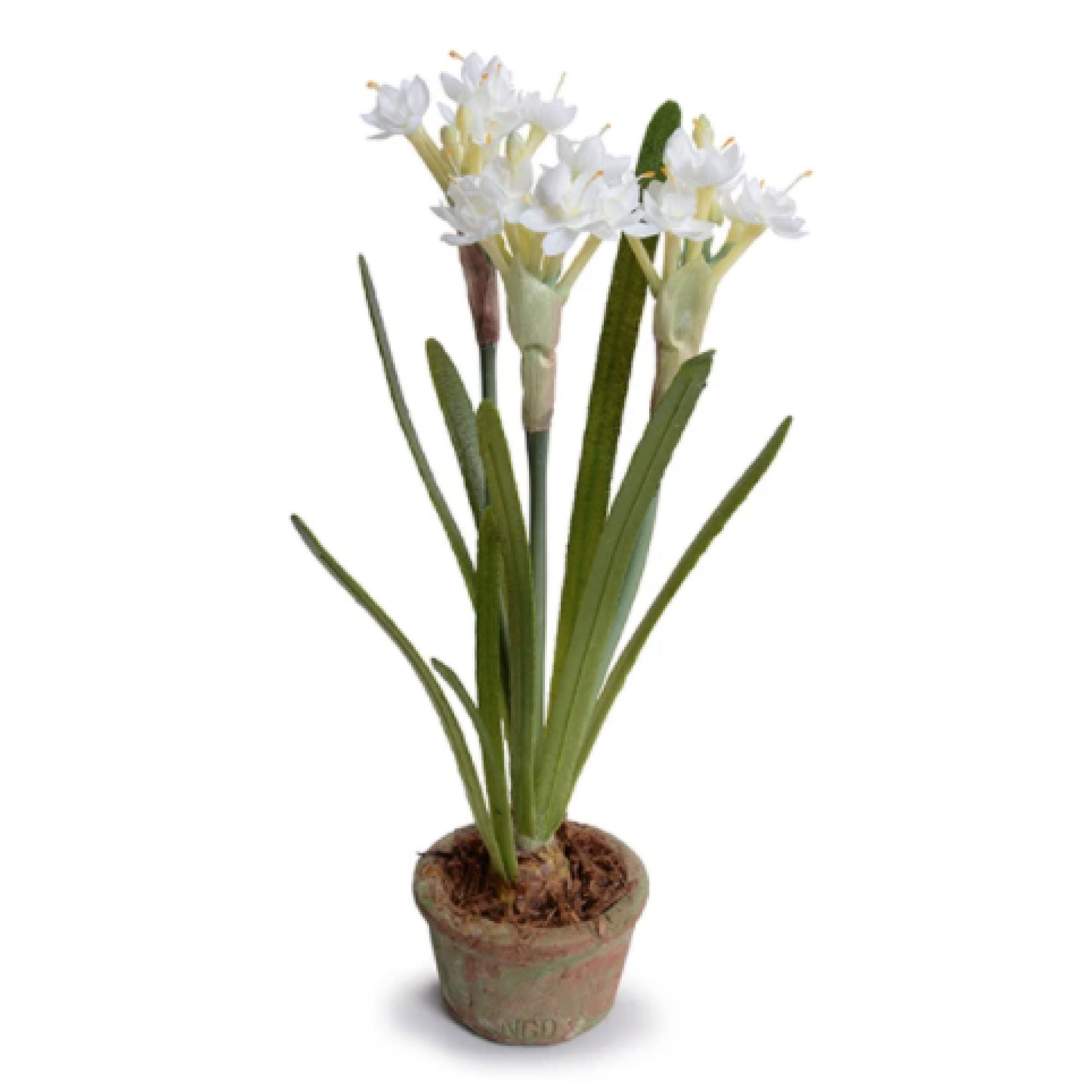 Paperwhite Narcissus