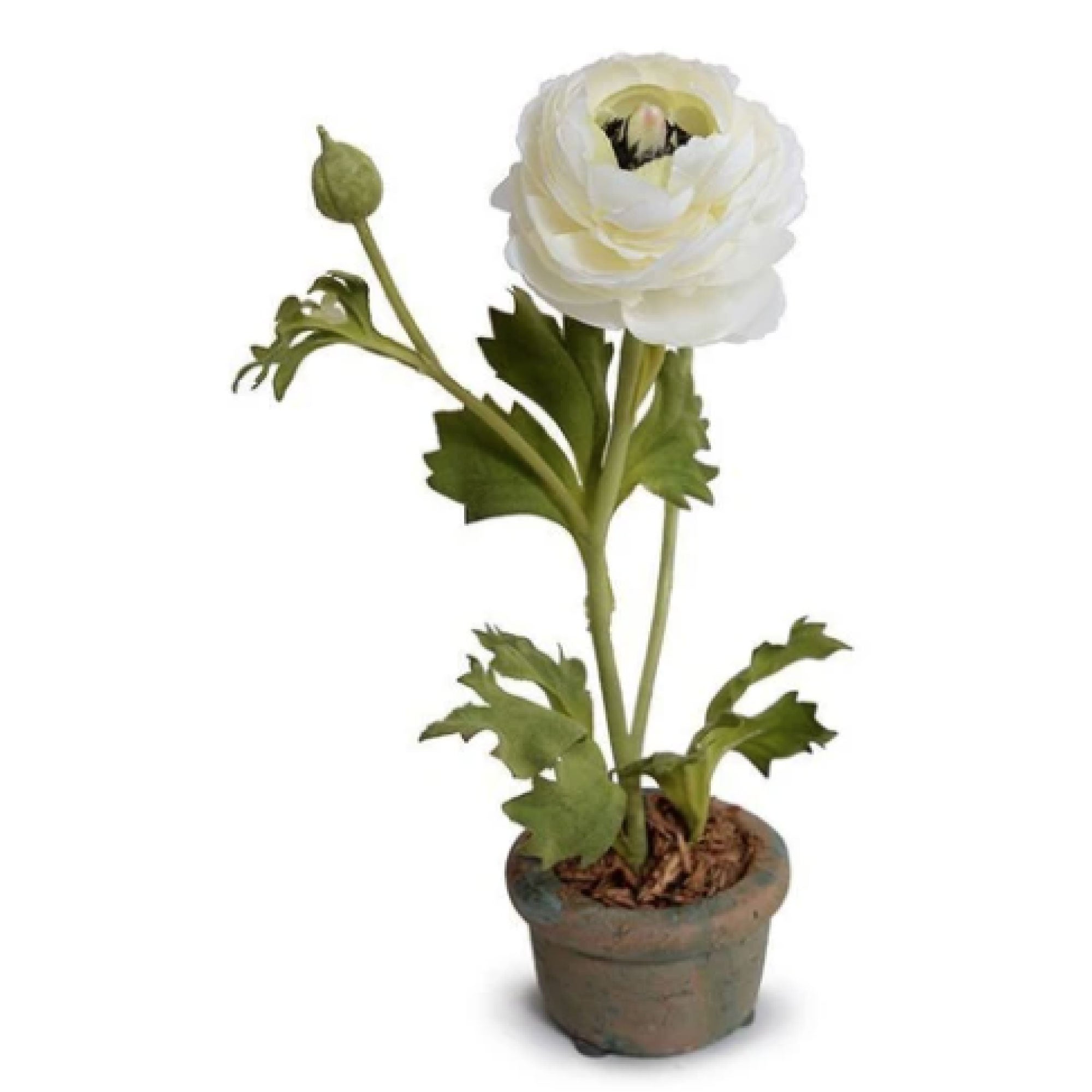 White Ranunculus in Mini Pot
