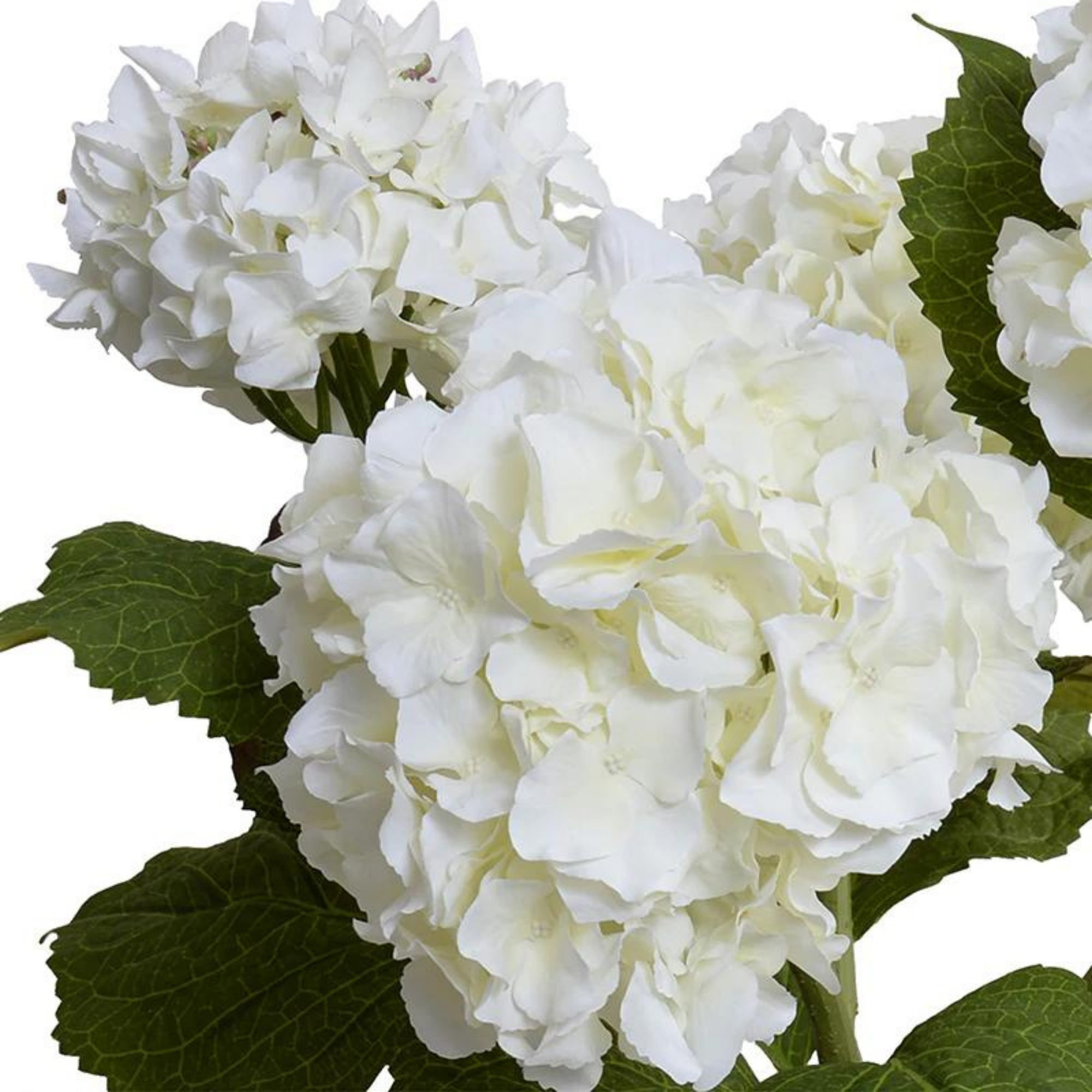 White Hydrangea Bush