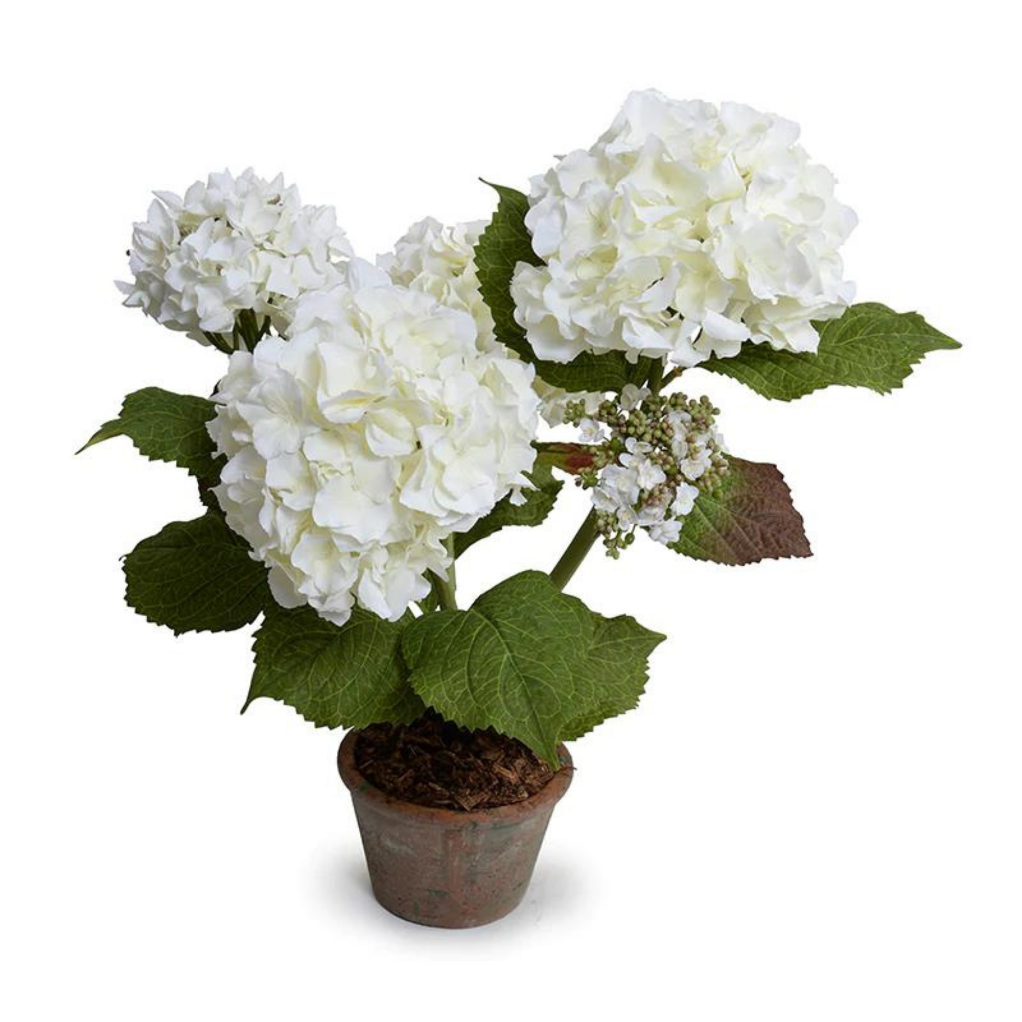 White Hydrangea Bush