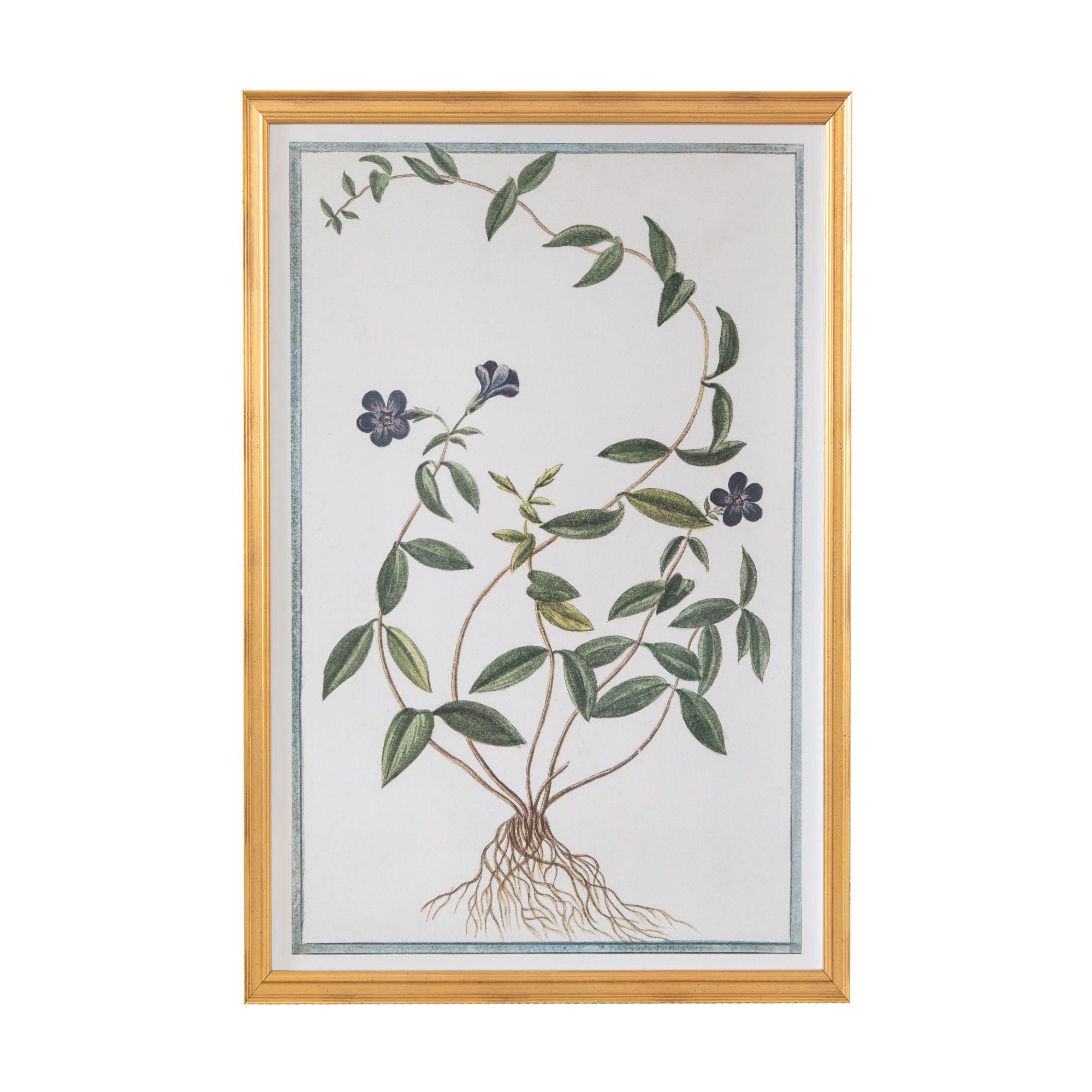 18th Century Italian Botanicals XIV in Gold Frame