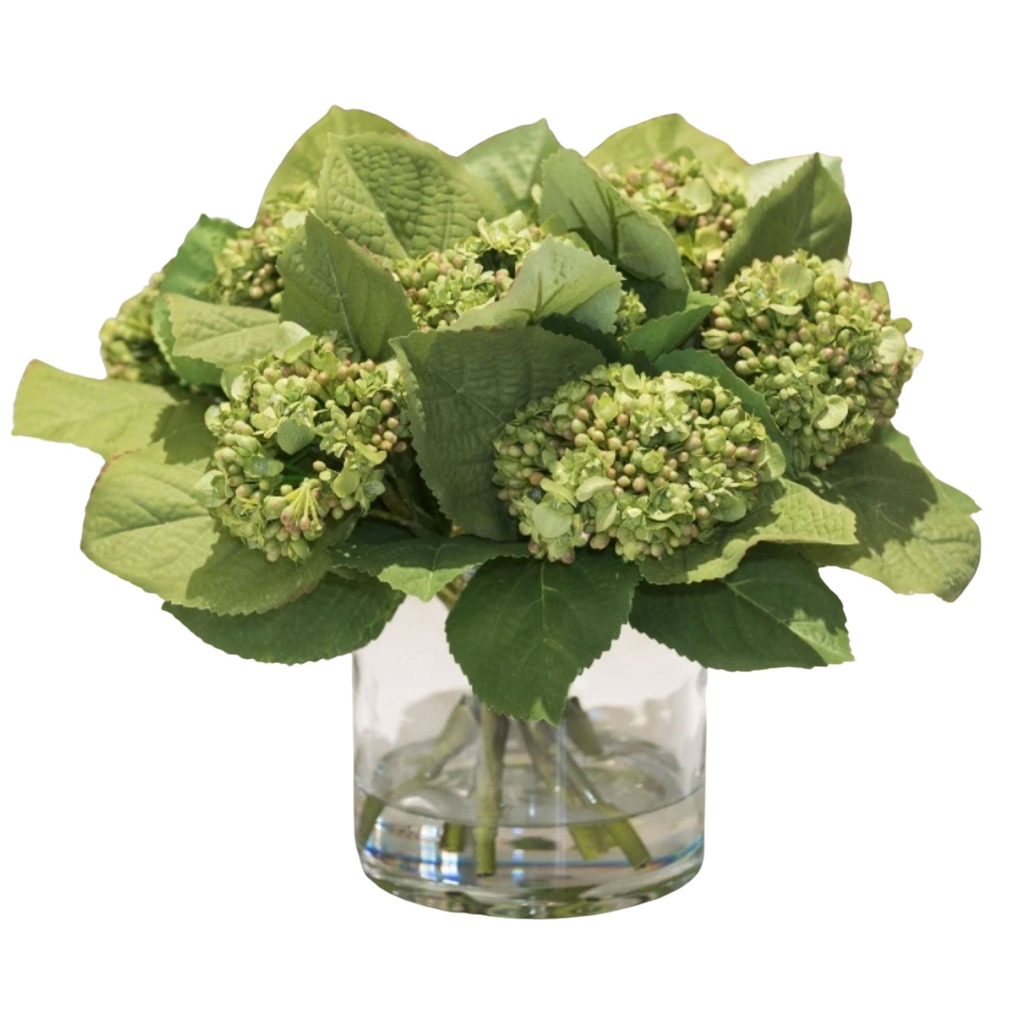 Green Hydrangea Bud Arrangement in Glass Vase