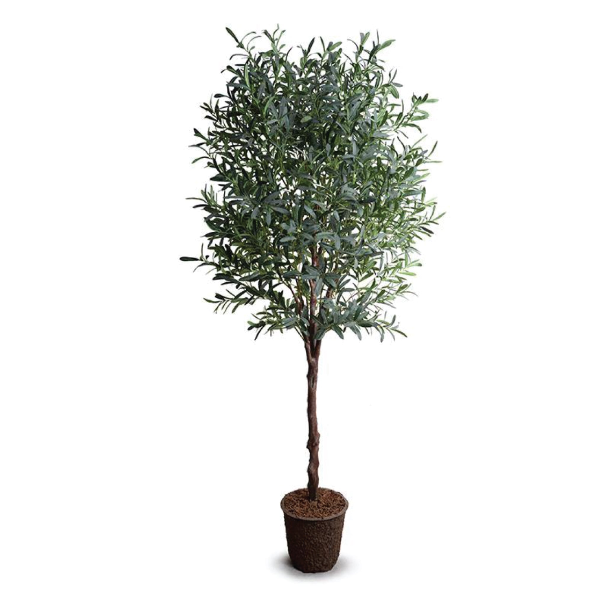 Olive Tree